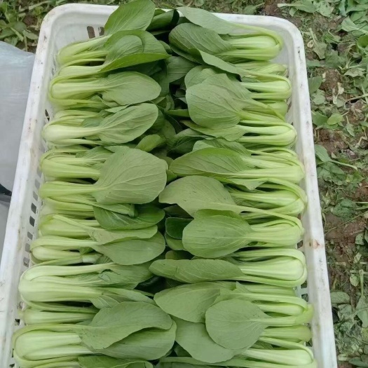南通精品小青菜上海青小油菜低价大量，规格齐全全国发货欢迎采购