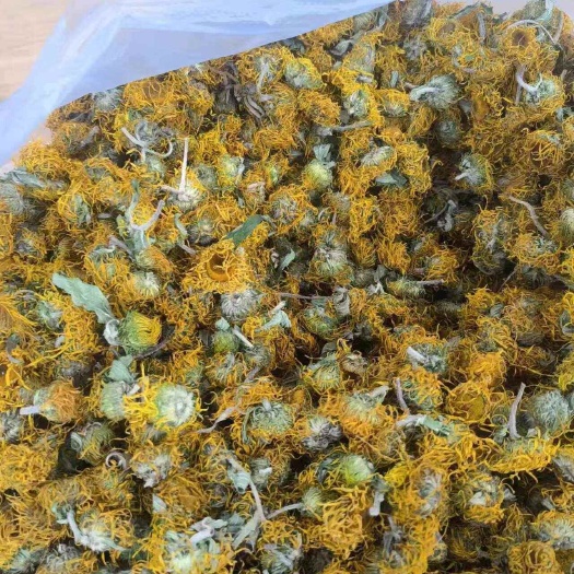 鄄城县旋覆花