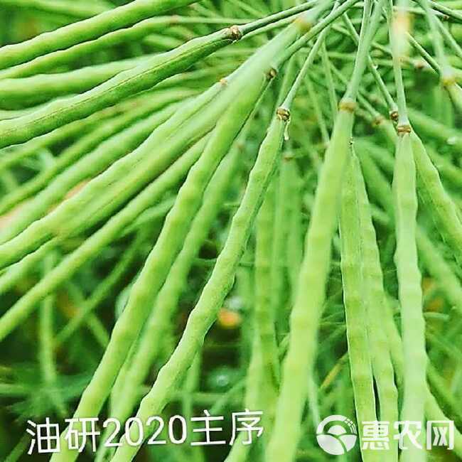 油研2020高产杂交油菜种子出油率高杂交油菜种农科院高产油菜