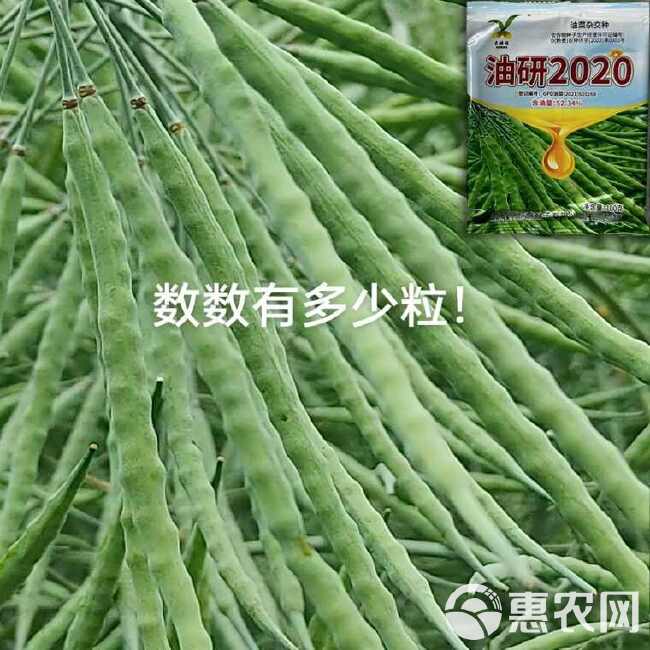 油研2020高产杂交油菜种子出油率高杂交油菜种农科院高产油菜