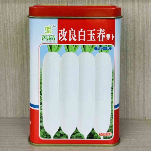 沭阳县改良白玉春杂交一代萝卜大白萝卜种籽圆筒形白萝卜抗病萝卜种