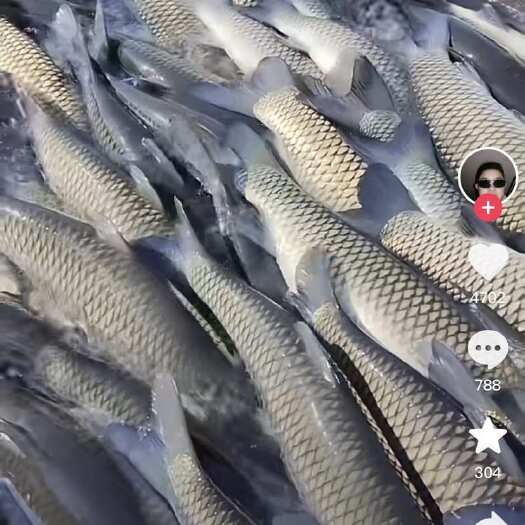 赣州草鱼