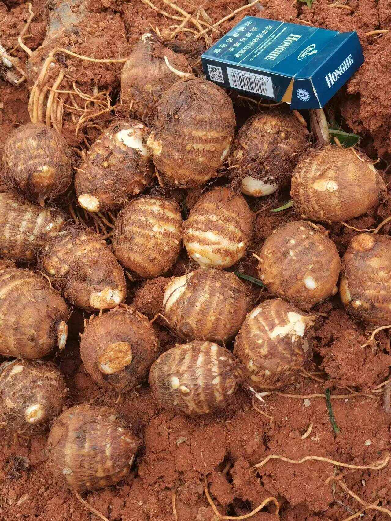 云南高原牛奶毛芋头，一手货源，货品量充足，支持一件代发