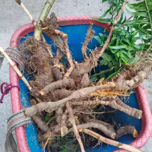 虎杖花斑虎杖虎杖根花斑酸汤杆黄地榆中药材