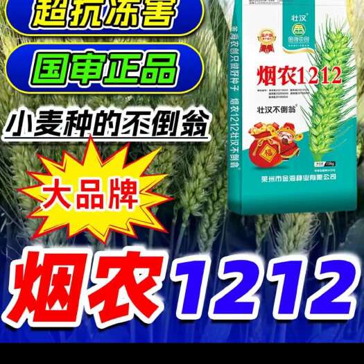 巨野县小麦种子，国审矮秆大穗，抗病抗倒，抗寒抗旱，产量高。