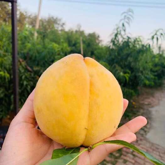 泗洪县锦绣黄桃