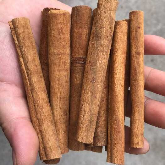 南宁刮皮烟桂，十公分卷桂