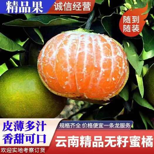 华宁县（热卖）云南高山无核特早熟蜜桔产地直销，薄皮扁型果口感纯甜！