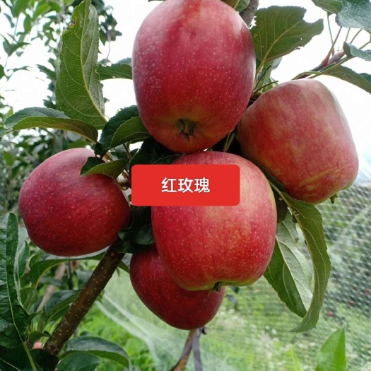 泰安一手货源，鲁丽苹果，电商，市场欢迎来扰