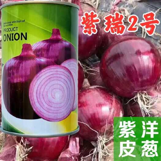 沭阳县紫瑞2号洋葱种子紫皮圆葱扁圆高产抗病耐储甜脆农用大田蔬菜种籽