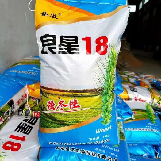 巨野县良星18，强冬性麦，硬质，容重高，矮秆抗病抗倒伏。