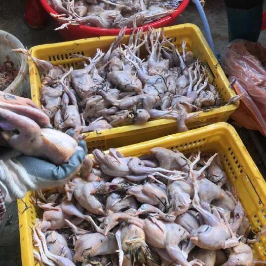 肇庆鹧鸪白条，新鲜现杀发货，去膛