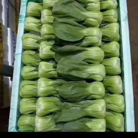 产地蔬菜
