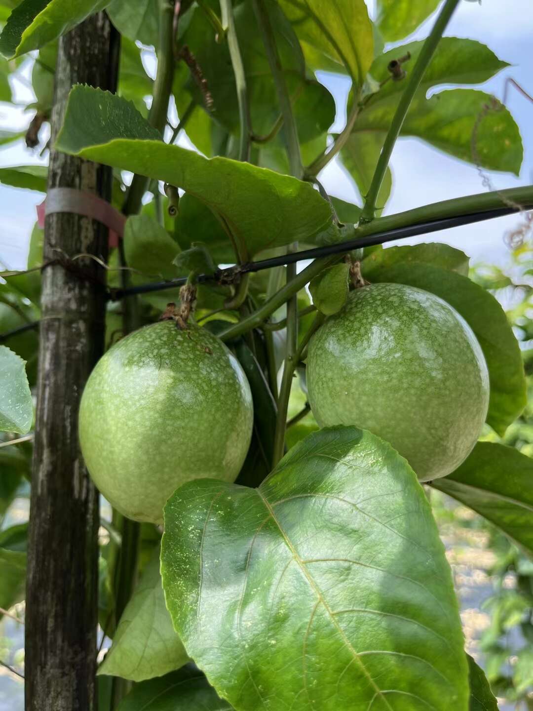 廣東高州百香果