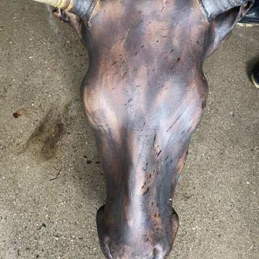 蠡县火烧黄牛头，大个牛头