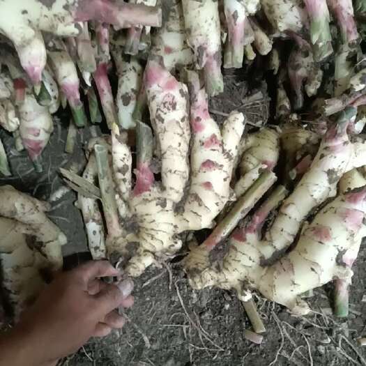 阜阳嫩芽姜