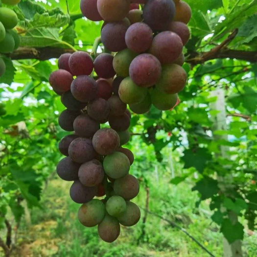 香蜜葡萄