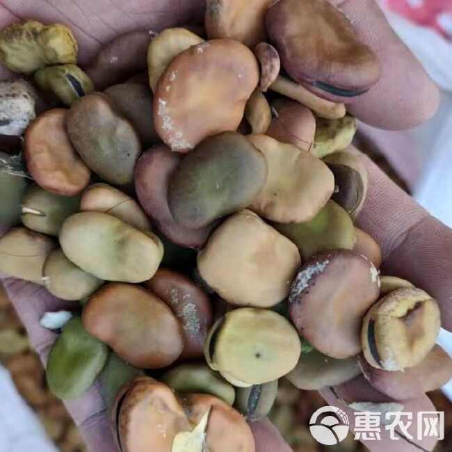 蚕豆饲料蚕豆 喂脆鲩鱼专用饲料 干胡豆 喂猪牛羊饲料 钓鱼蚕