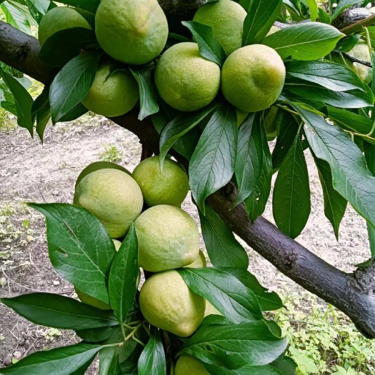 茂县清脆李