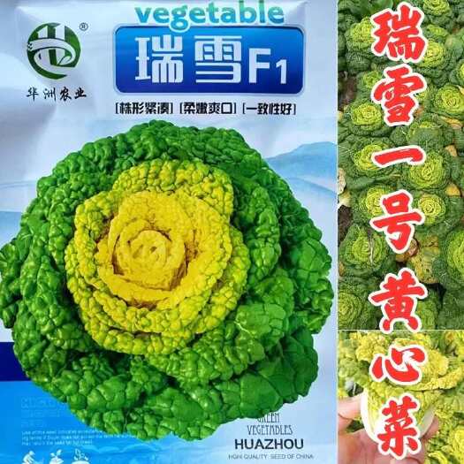 沭阳县瑞雪F1黄心乌塌菜种子养心菜菊花菜高钙保健耐寒四季播种蔬菜种