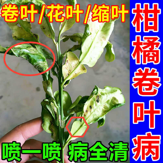 栾川县柑橘卷叶病通用肥黄叶疮痂病炭疽病砂皮病黑斑病柑橘树叶面肥菌剂