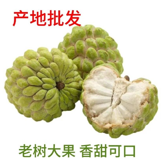 汕头释迦果