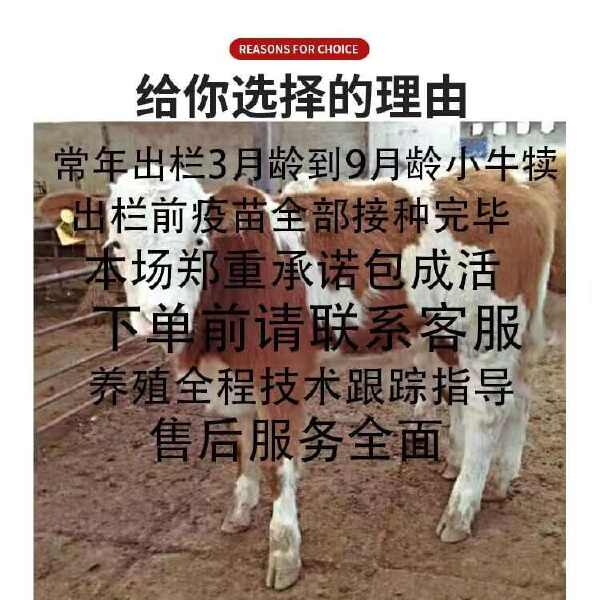 纯种西门塔尔牛第四代改良小牛犊，肉牛小母牛专业技术指导