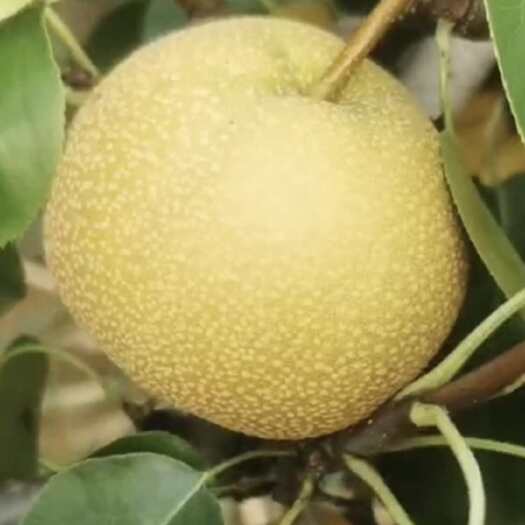 睢宁县皇冠梨，翠冠梨，丰水梨，秋月梨，酥梨