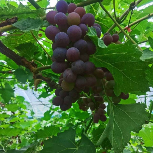 香妃葡萄上市了