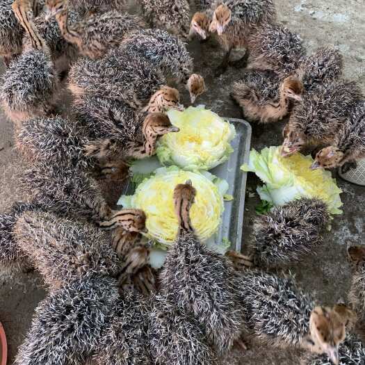 嘉祥县优质纯种鸵鸟苗适合各地养殖，吃草长300斤，