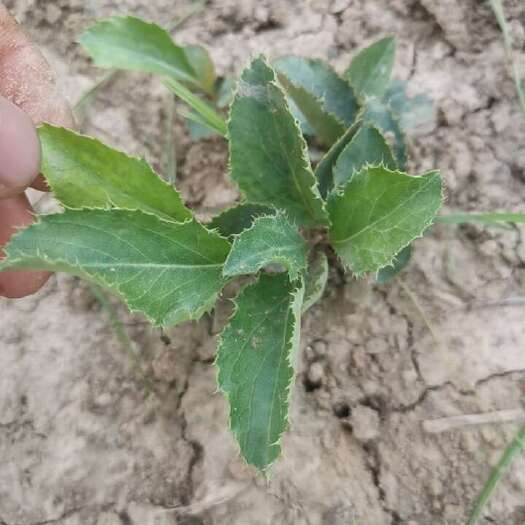 苍术苗 北苍术2年苍术苗