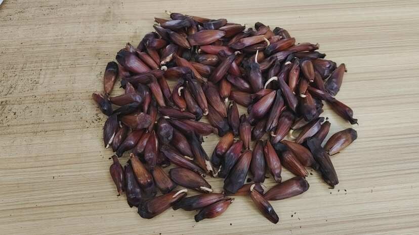 昆明【发芽的种子】巴拉那松发芽的种子送育苗土壤