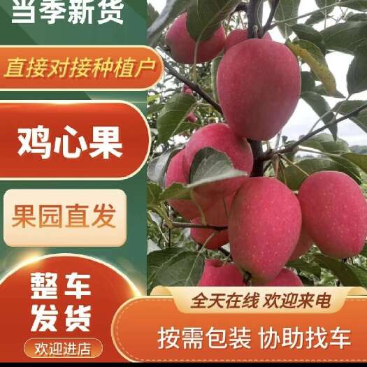 西丰县鸡心果，锦绣海棠，产量大，适合南北方市场，可出口贸易