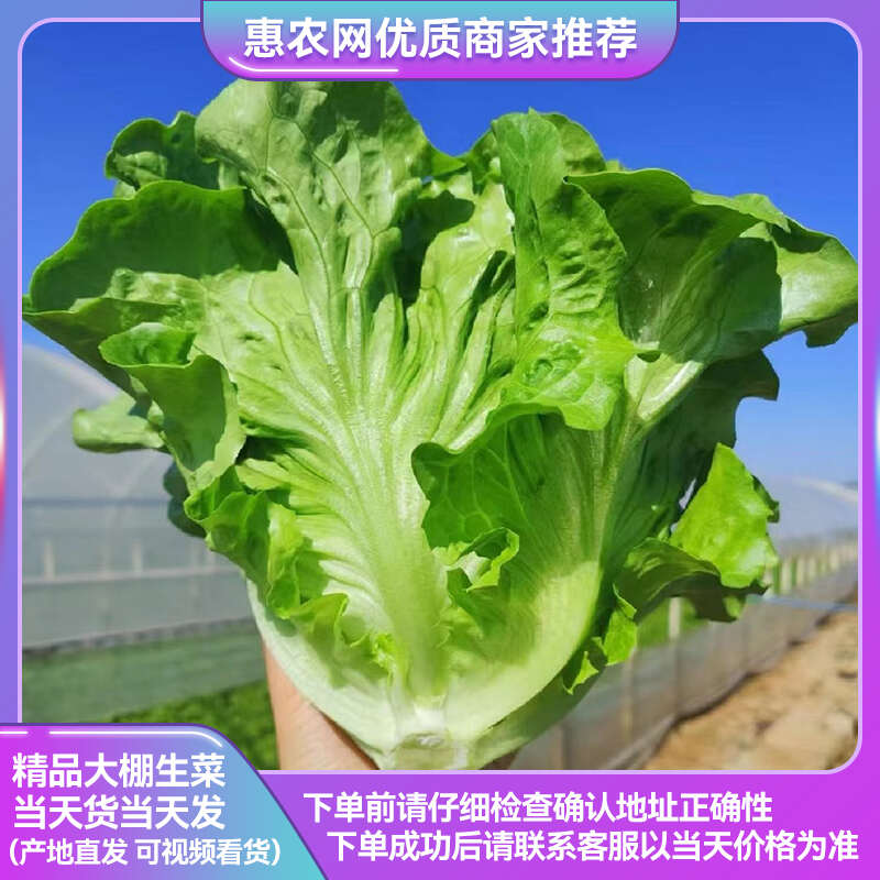 精品生菜 意大利生菜 一手货源 视频看货 保质保量 诚信