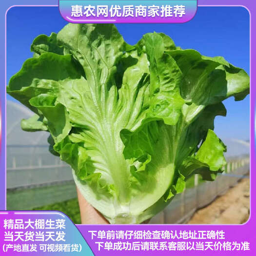 精品生菜 意大利生菜 一手货源 视频看货 保质保量 诚信