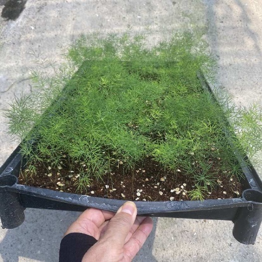 源头基地大量园林绿化切叶盆栽种苗批发室内外耐阴花卉绿植蓬莱松
