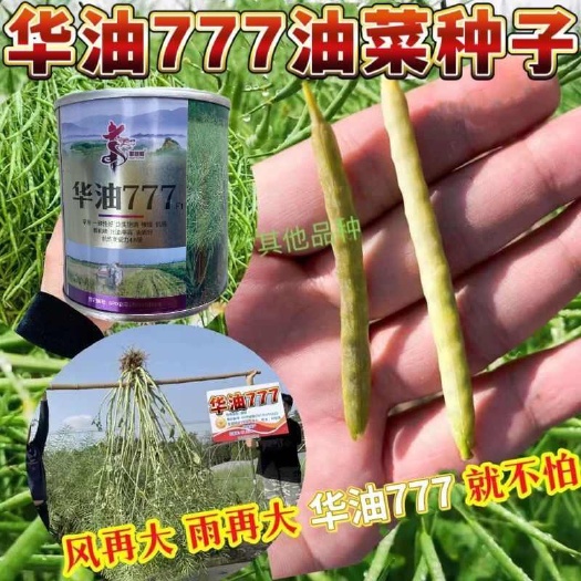 华油777油菜花种子高油抗病耐旱耐寒矮杆油菜种籽秋播蔬菜