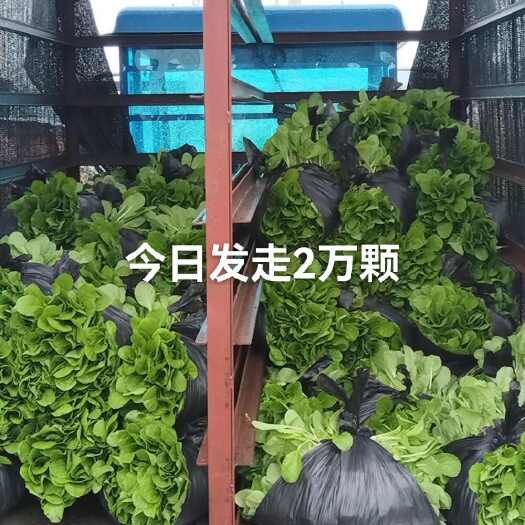 通海县白菜苗
