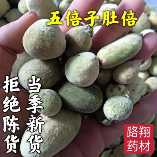 剑阁县五倍子肚倍   色泽好 量大从优