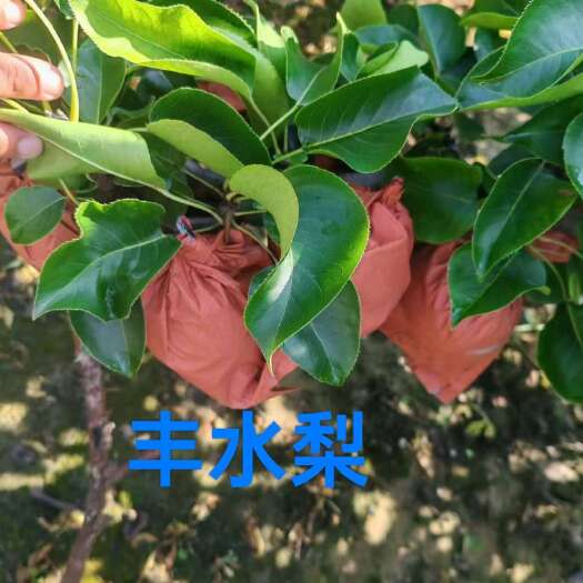 睢宁县丰水梨口感好、个大、梨皮薄、肉儿厚、果肉细甜而脆，水分充足！