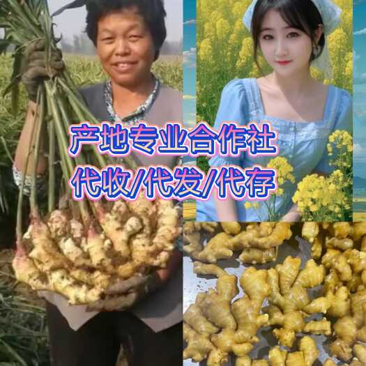 莒县生姜  大黄姜 出口/电商/商超/赶集（手续齐全一条龙服务）
