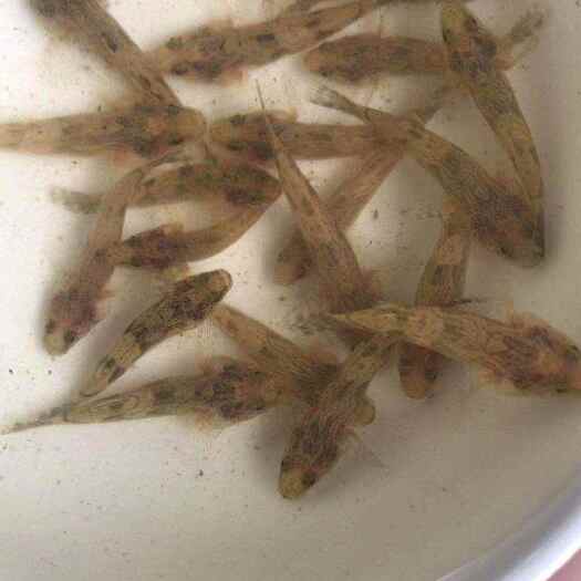 中山市泰国笋壳鱼苗