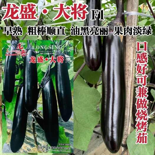 龙盛大将长茄种子早熟粗棒顺直油黑亮绿黑茄子种子果肉淡绿烧烤茄