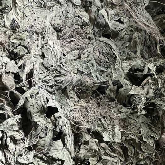 博白县地胆草