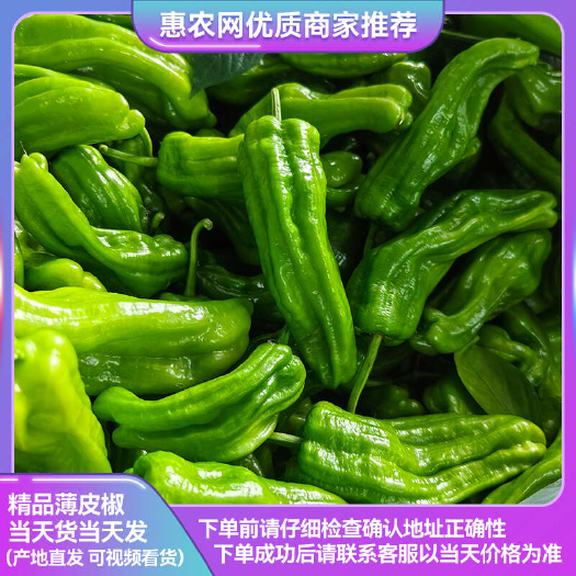 精品青椒 江苏薄皮椒 苏泡椒 一手货源 产地直发 质量好