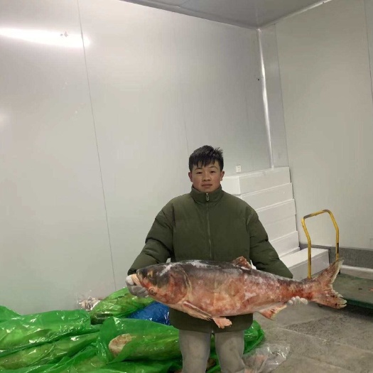 三河市雄鱼
