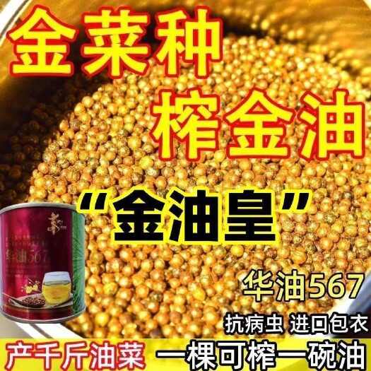 江苏沭阳县华油567油菜种子纯黄籽早熟高油率罐装油菜籽新品甘蓝型油