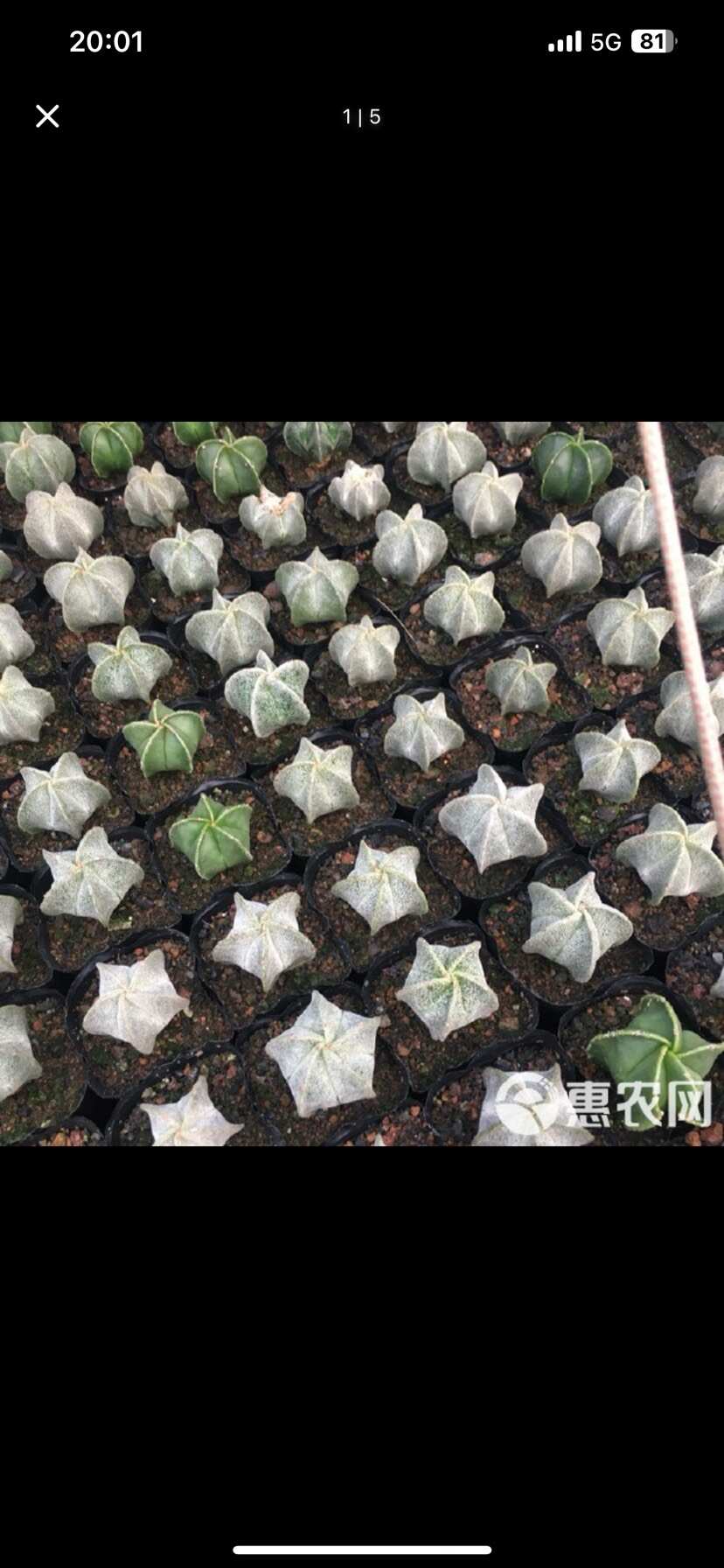 各类多肉植物批发