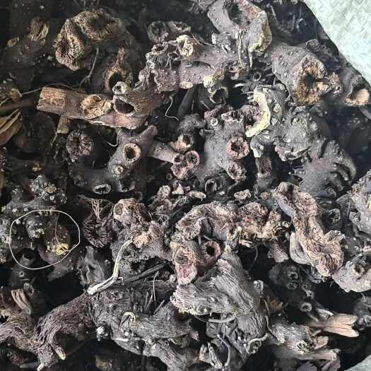 交城县滚筒升麻，山西升麻