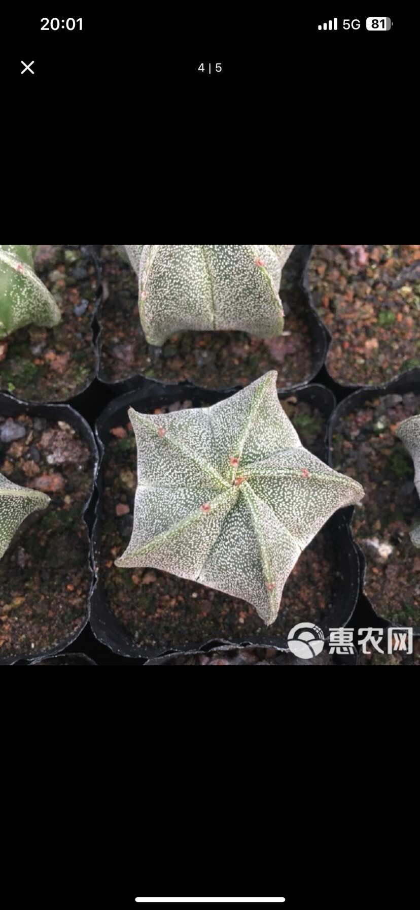 各类多肉植物批发